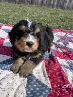 Walter, a male Miniature Bernedoodle for sale in Fremont, IN – 1 of 5