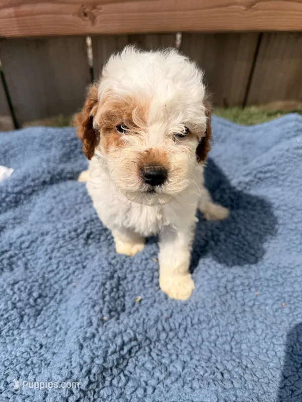 Walt – Poodle - Miniature  puppy for sale in Fremont, IN