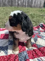 Baxter, a male Miniature Bernedoodle for sale in Fremont, IN – 5 of 6