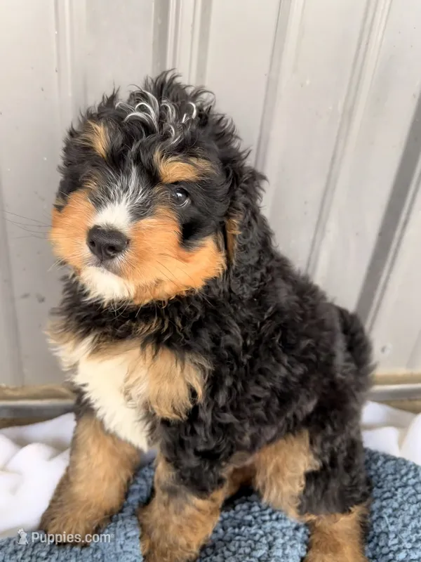 Walter – Miniature Bernedoodle puppy for sale in Fremont, IN