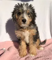 Molly, a female Miniature Bernedoodle for sale in Fremont, IN – 4 of 10
