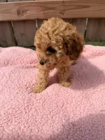 Lola, a female Poodle - Miniature  for sale in Fremont, IN – 8 of 8