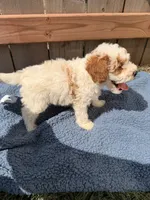 Finley, a male Poodle - Miniature  for sale in Fremont, IN – 5 of 7