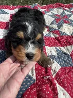 Walter, a male Miniature Bernedoodle for sale in Fremont, IN – 3 of 5