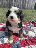 Baxter, a male Miniature Bernedoodle for sale in Fremont, IN – 3 of 6