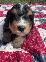 Walter, a male Miniature Bernedoodle for sale in Fremont, IN – 2 of 5