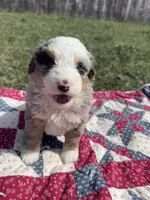 Max, a male Miniature Bernedoodle for sale in Fremont, IN – 2 of 6