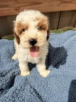 Finley, a male Poodle - Miniature  for sale in Fremont, IN – 2 of 7