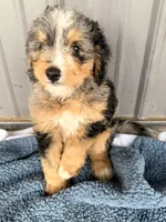 Molly, a female Miniature Bernedoodle for sale in Fremont, IN – 8 of 10