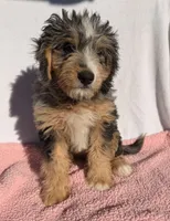 Molly, a female Miniature Bernedoodle for sale in Fremont, IN – 3 of 10