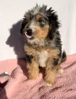 Molly, a female Miniature Bernedoodle for sale in Fremont, IN – 2 of 10