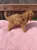 Lola, a female Poodle - Miniature  for sale in Fremont, IN – 7 of 8