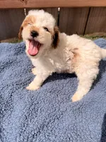 Walt, a male Poodle - Miniature  for sale in Fremont, IN – 2 of 6