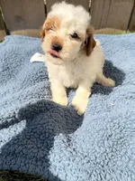 Walt, a male Poodle - Miniature  for sale in Fremont, IN – 3 of 6