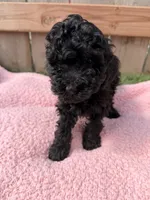 Lucy, a female Poodle - Miniature  for sale in Fremont, IN – 5 of 6