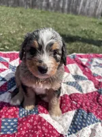 Molly, a female Miniature Bernedoodle for sale in Fremont, IN – 6 of 6