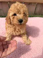 Lola, a female Poodle - Miniature  for sale in Fremont, IN – 3 of 8