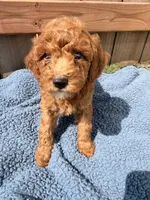 Henry , a male Poodle - Miniature  for sale in Fremont, IN – 3 of 5