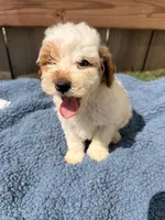 Walt, a male Poodle - Miniature  for sale in Fremont, IN – 5 of 6