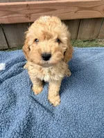 Leo, a male Poodle - Miniature  for sale in Fremont, IN – 5 of 6
