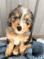 Molly, a female Miniature Bernedoodle for sale in Fremont, IN – 10 of 10