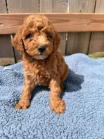 Henry , a male Poodle - Miniature  for sale in Fremont, IN – 1 of 5