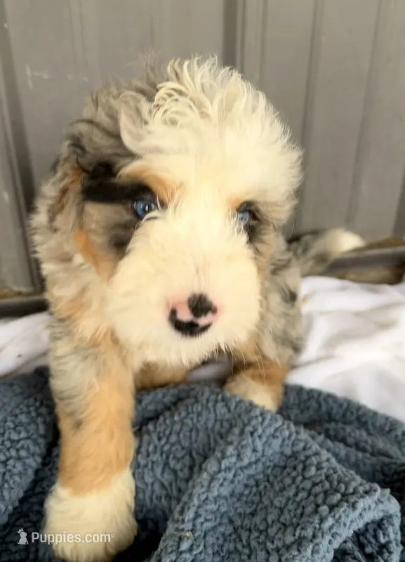 Max – Miniature Bernedoodle puppy for sale in Fremont, IN