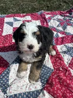 Baxter, a male Miniature Bernedoodle for sale in Fremont, IN – 1 of 6