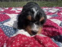 Walter, a male Miniature Bernedoodle for sale in Fremont, IN – 4 of 5