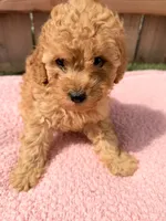 Lola, a female Poodle - Miniature  for sale in Fremont, IN – 5 of 8