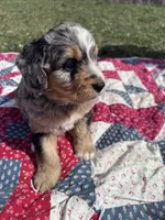 Molly, a female Miniature Bernedoodle for sale in Fremont, IN – 4 of 6