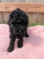 Lucy, a female Poodle - Miniature  for sale in Fremont, IN – 4 of 6