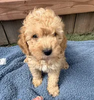 Leo, a male Poodle - Miniature  for sale in Fremont, IN – 3 of 6