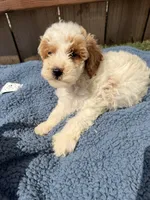 Finley, a male Poodle - Miniature  for sale in Fremont, IN – 7 of 7