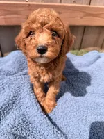 Henry , a male Poodle - Miniature  for sale in Fremont, IN – 2 of 5
