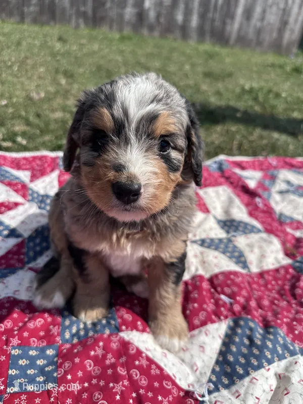 Molly – Miniature Bernedoodle puppy for sale in Fremont, IN