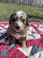 Molly, a female Miniature Bernedoodle for sale in Fremont, IN – 1 of 6