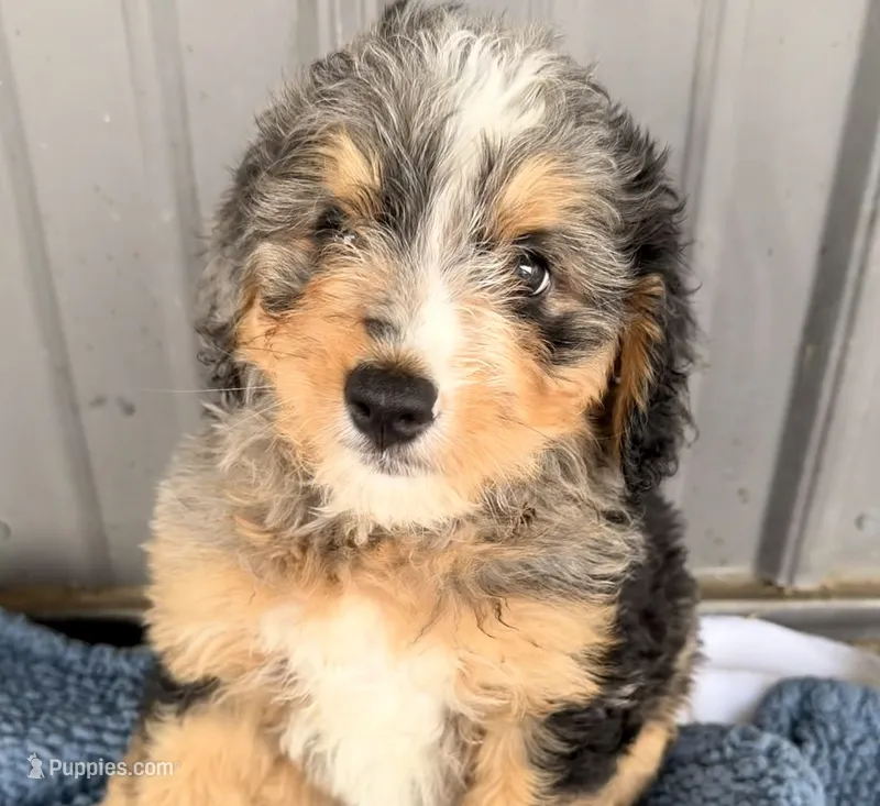 Molly – Miniature Bernedoodle puppy for sale in Fremont, IN