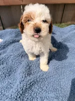 Walt, a male Poodle - Miniature  for sale in Fremont, IN – 4 of 6