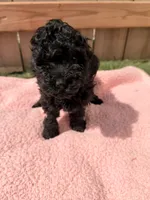 Lucy, a female Poodle - Miniature  for sale in Fremont, IN – 2 of 6