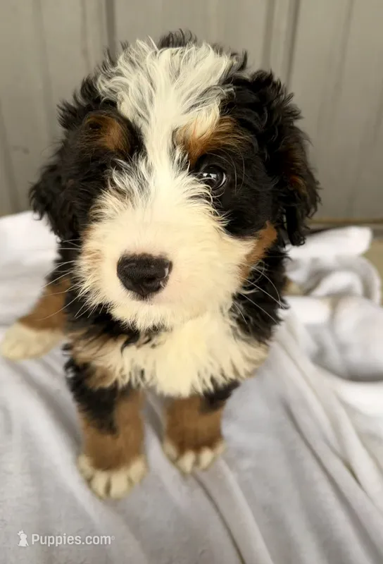 Babe – Miniature Bernedoodle puppy for sale in Fremont, IN