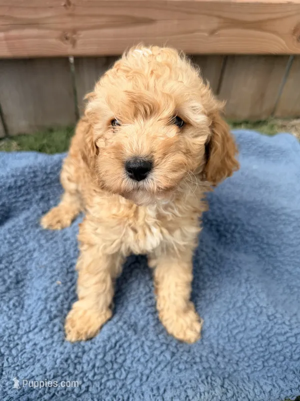 Leo – Poodle - Miniature  puppy for sale in Fremont, IN