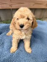 Leo, a male Poodle - Miniature  for sale in Fremont, IN – 1 of 6