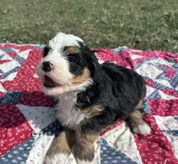 Baxter, a male Miniature Bernedoodle for sale in Fremont, IN – 6 of 6