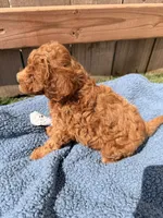 Henry , a male Poodle - Miniature  for sale in Fremont, IN – 5 of 5