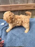 Leo, a male Poodle - Miniature  for sale in Fremont, IN – 6 of 6