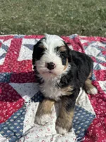 Baxter, a male Miniature Bernedoodle for sale in Fremont, IN – 4 of 6