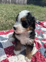 Babe, a female Miniature Bernedoodle for sale in Fremont, IN – 3 of 5