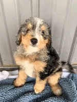 Molly, a female Miniature Bernedoodle for sale in Fremont, IN – 9 of 10
