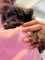 Eve, a female Poodle - Miniature  for sale in Rochester, NY – 1 of 2